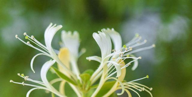 忍冬花怎么养（忍冬花种植和养护）