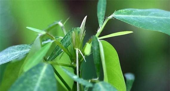 跳舞草种子怎么种（跳舞草的种植方法讲解）