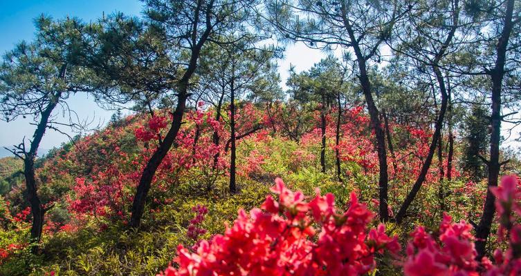 杜鹃花的特点是什么（有关杜鹃花的寓意及象征）