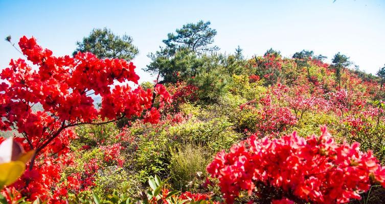 杜鹃花的特点是什么（有关杜鹃花的寓意及象征）