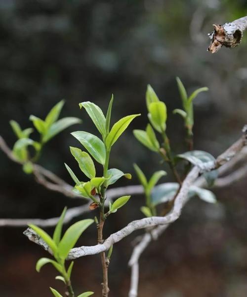 茶叶怎么种植方法（茶叶种植方法与技术）