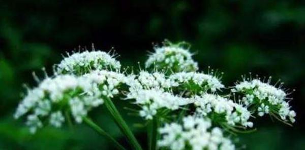 白芷怎么种植方法（白芷种植技术与栽培管理）