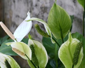 白鹤芋怎么种植（养白鹤芋的注意事项）