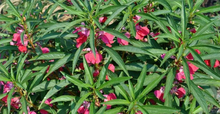 凤仙花怎么染指甲（详解指甲花指甲配方）