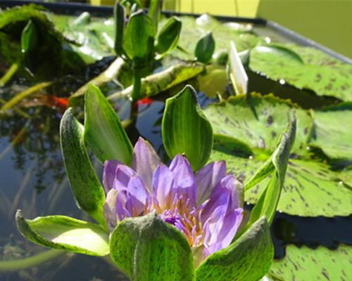 养的水生植物是什么（适合室内长期养的水生植物大全）