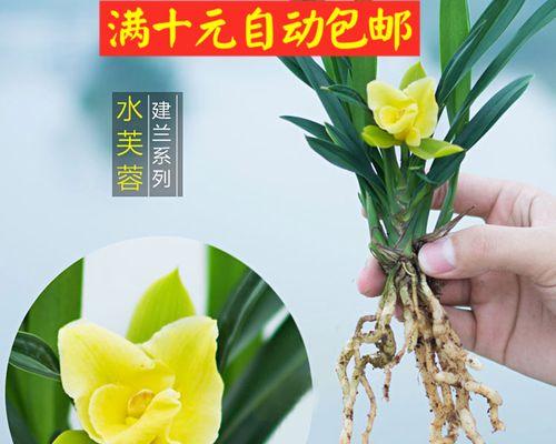 兰花草的养殖方法和技术（了解兰花的栽培方法）