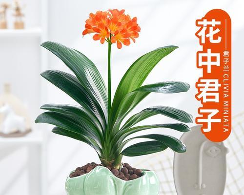 适合室内养的花和植物（打造室内绿意）