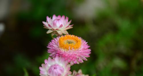 蜡菊耐寒多少度（蜡菊耐寒温度>5度）