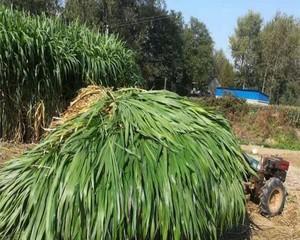 巨菌草适合什么地方种植（大子草草的种植技术要点）