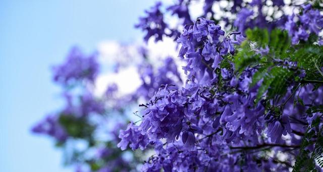 蓝花楹什么时候开花（有关蓝花楹花期简介）