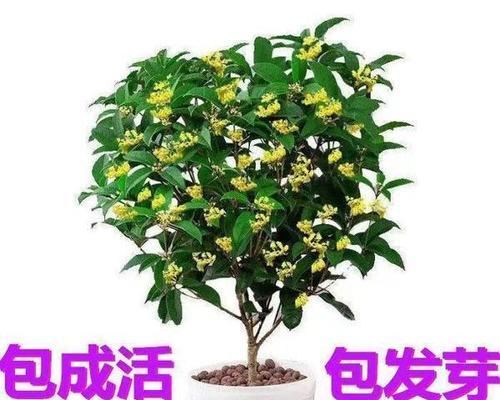 桂花怎么插枝能活（详解桂花养护知识）