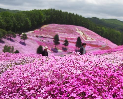 芝樱什么季节种植好（分享芝樱种子种植时间）