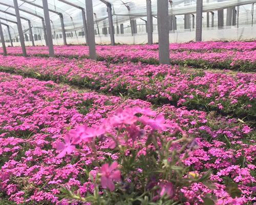 芝樱什么季节种植好（分享芝樱种子种植时间）