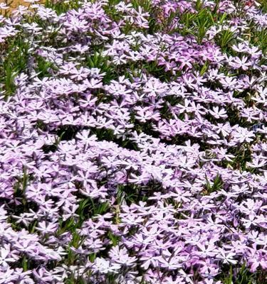 芝樱什么季节种植好（分享芝樱种子种植时间）