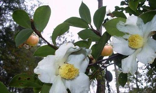 油茶树怎么种植栽培（油茶树栽培与管理技术）