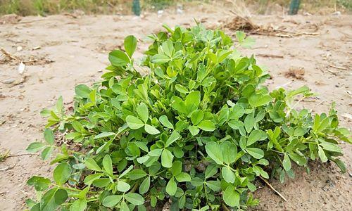 苜蓿草种植条件是什么（了解苜蓿草的生长环境）