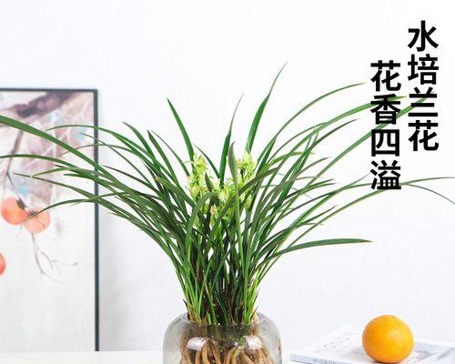 室内水培植物哪种好养活（适合长期放在室内的植物推荐）