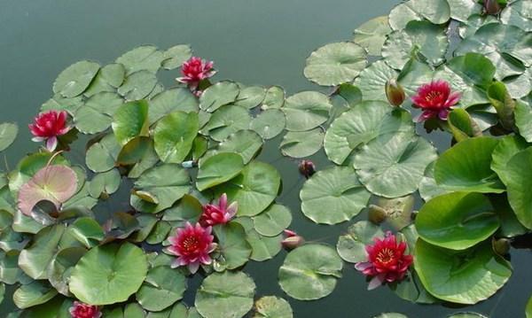 水生花卉植物有哪些（常见的水生花卉排名）