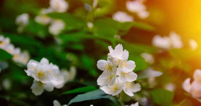 以荼蘼的寓意——永恒的爱情（花开花落）