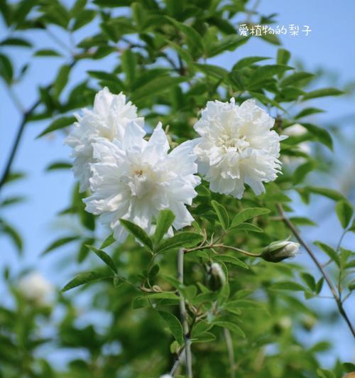 荼蘼花的寓意与象征（探究荼蘼花的传统意义和现代象征）