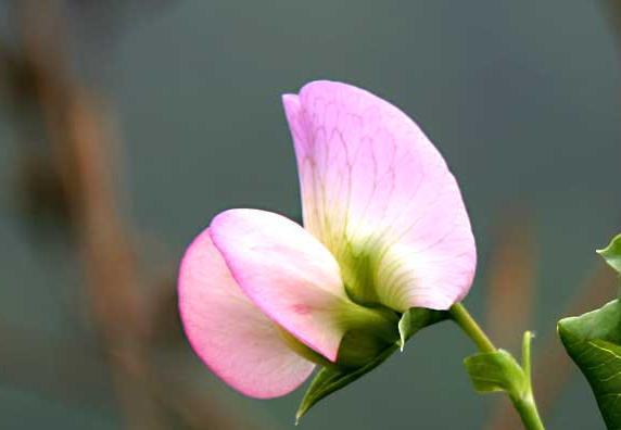 豌豆花（豌豆花的花语及其意义）