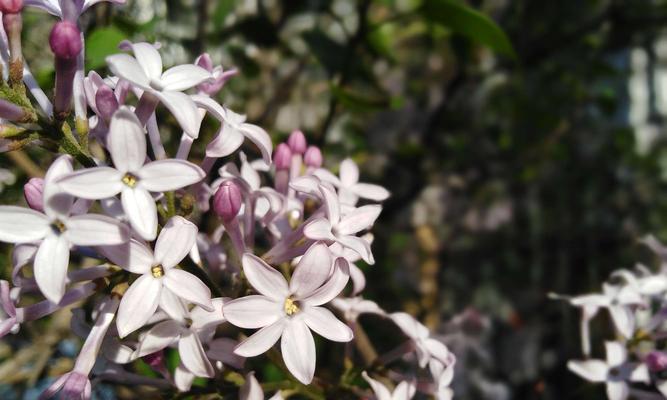 五瓣丁香花的寓意与象征（五瓣丁香花——美丽而深沉的花语）