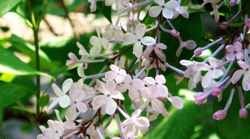 五瓣丁香花的寓意与象征（五瓣丁香花——美丽而深沉的花语）