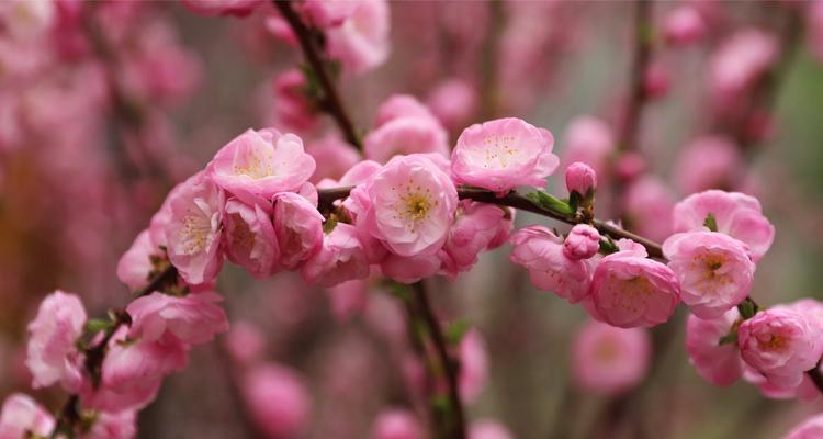 五月花开，美丽绽放（五月代表性的花卉品种及其花语）