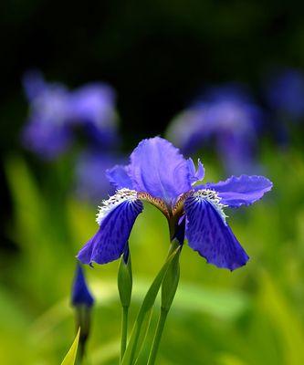 以笑靥花为主题的花语——快乐与开朗（用微笑迎接世界的花朵）