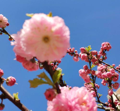 杏花古称的花语与寓意（探寻杏花别称的含义及象征之美）