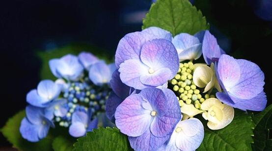 绣球花花语的象征与寓意（探寻绣球花的秘密）