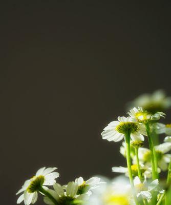 洋甘菊的花语与意义（探秘洋甘菊的文化象征与精神内涵）