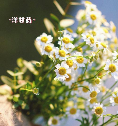 洋甘菊的花语与意义（探秘洋甘菊的文化象征与精神内涵）