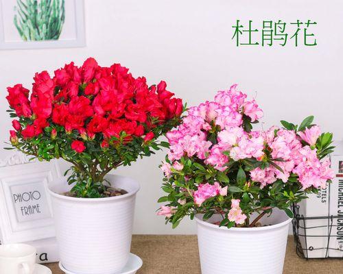 以养杜鹃花的寓意（善待生命）