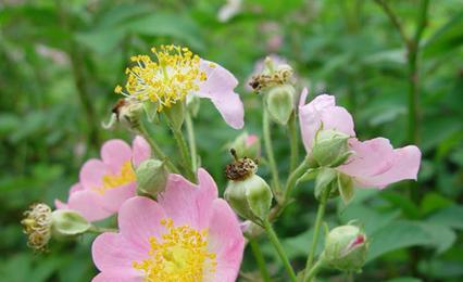 野蔷薇花语与代表意义（探寻野蔷薇的意义）