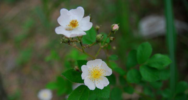 野蔷薇花语与代表意义（探寻野蔷薇的意义）