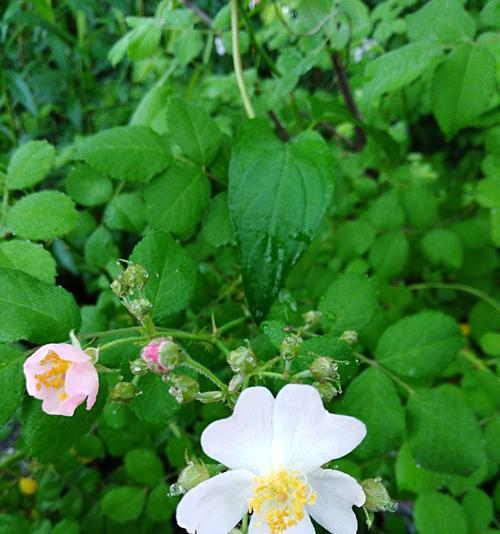 野蔷薇（野蔷薇在文学）