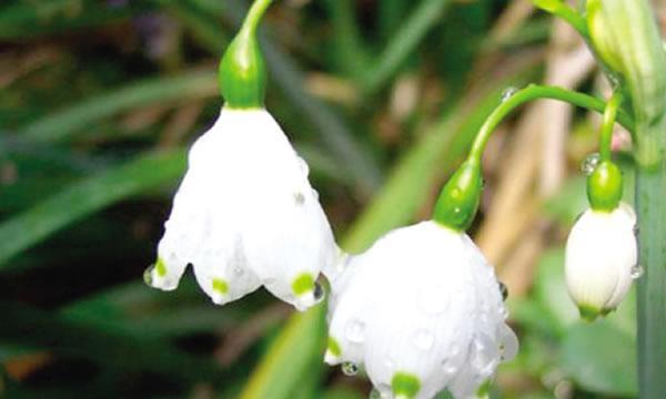 夜来香的花语与传说（香香如梦）