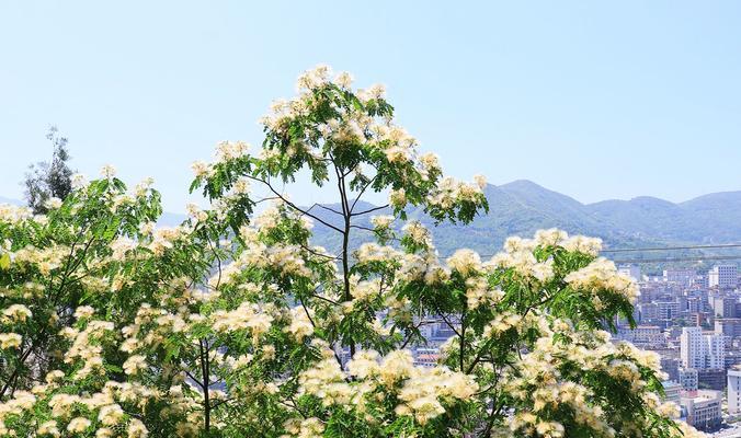 银合欢之传说（探寻银合欢的花语和传说背后的故事）