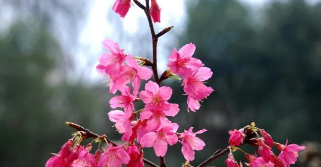 樱花的花语和寓意（探究樱花的美丽与象征）