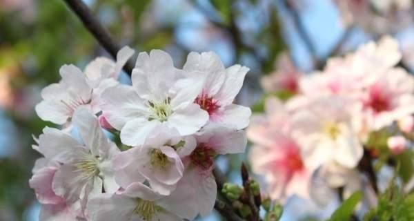 樱花的花语和寓意（探究樱花的美丽与象征）