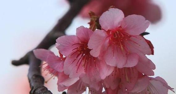 樱花的花语与象征意义——美丽的奇迹与短暂的生命（赏樱与寻找内心的平衡）