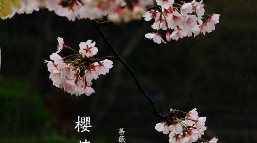 樱花的花语与美丽传说（探寻樱花之美）