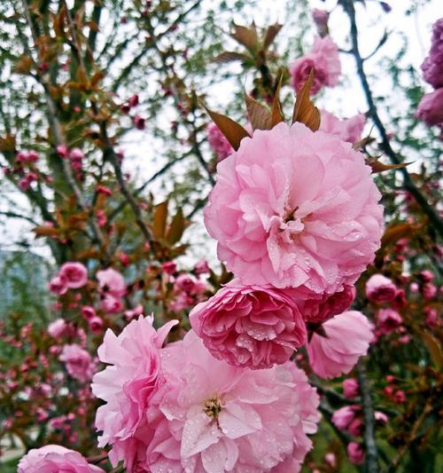 樱花的花语与美丽传说（探寻樱花之美）