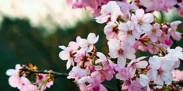 樱花花语（探索樱花的花语及其寓意）