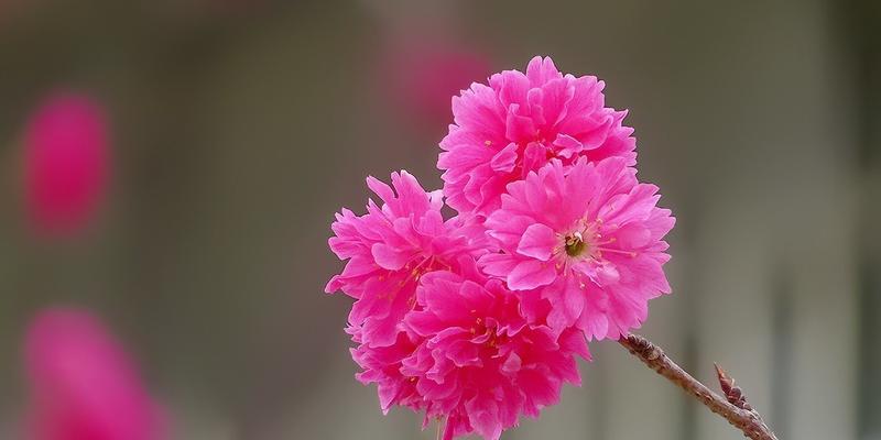 樱花之美（一朵盛开的花）