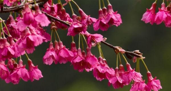 樱花花语的象征寓意（揭秘樱花的隐含寓意）