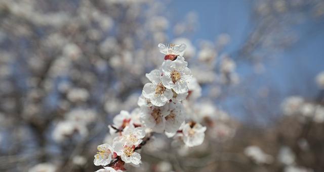 樱桃花的花语——绽放美丽与希望（探寻樱桃花的花语及象征意义）