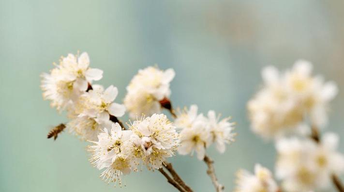 樱桃花的花语——绽放美丽与希望（探寻樱桃花的花语及象征意义）