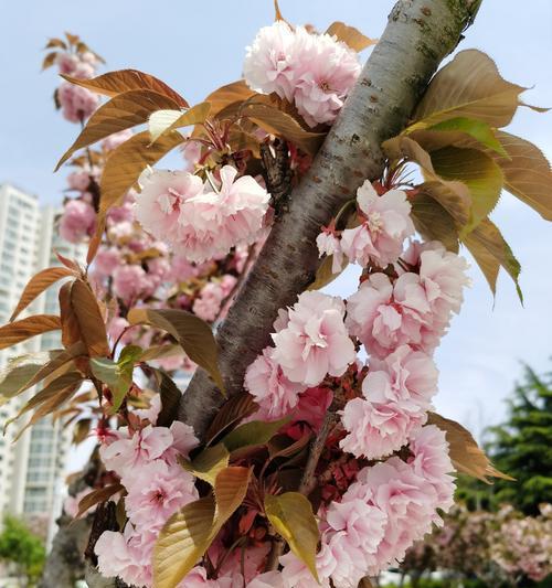 樱桃花的花语——绽放美丽与希望（探寻樱桃花的花语及象征意义）